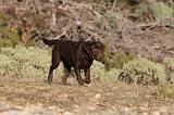 LABRADOR 669